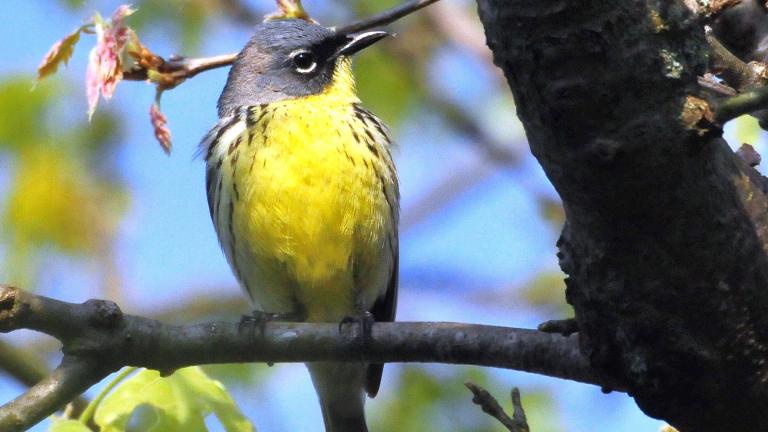 The tiny yellow-breasted Kirtland's warbler was only recently de-listed as an endangered species. (Joel Trick / U.S. Fish and Wildlife Service)