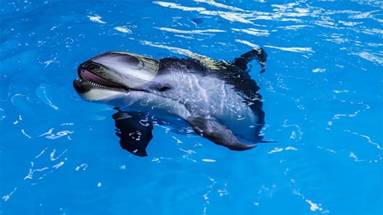 (Shedd Aquarium)