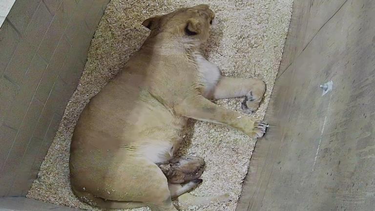 New mom Zari snuggling with her cub, barely visible in the lower part of the frame. (Lincoln Park Zoo) 
