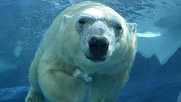 Lincoln Park Zoo recently welcomed Talini, a 14-year-old female polar bear who lived previously at the Detroit Zoo. (Roy Lewis / Detroit Zoo)