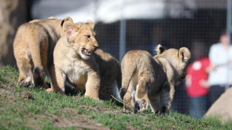 Lincoln Park Zoo's new lion cubs make their public debut, April 14, 2023. (Courtesy Lincoln Park Zoo)