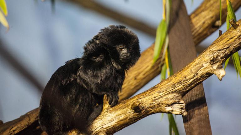 (Julia Fuller / Lincoln Park Zoo) 