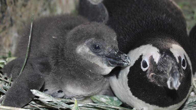 An African penguin chick hatched Feb. 10 at Lincoln Park Zoo, pictured here at 21 days old. (Courtesy Lincoln Park Zoo)