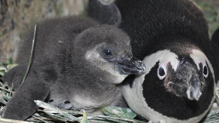 An African penguin chick hatched Feb. 10 at Lincoln Park Zoo, pictured here at 21 days old. (Courtesy Lincoln Park Zoo) An African penguin chick hatched Feb. 10 at Lincoln Park Zoo, pictured here at 21 days old. (Courtesy Lincoln Park Zoo)