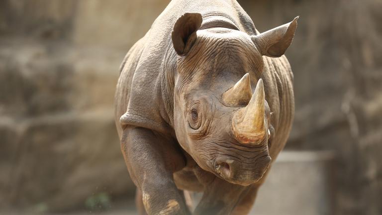 Kapuki, a 13-year-old female eastern black rhinoceros at Lincoln Park Zoo (Courtesy Lincoln Park Zoo) 