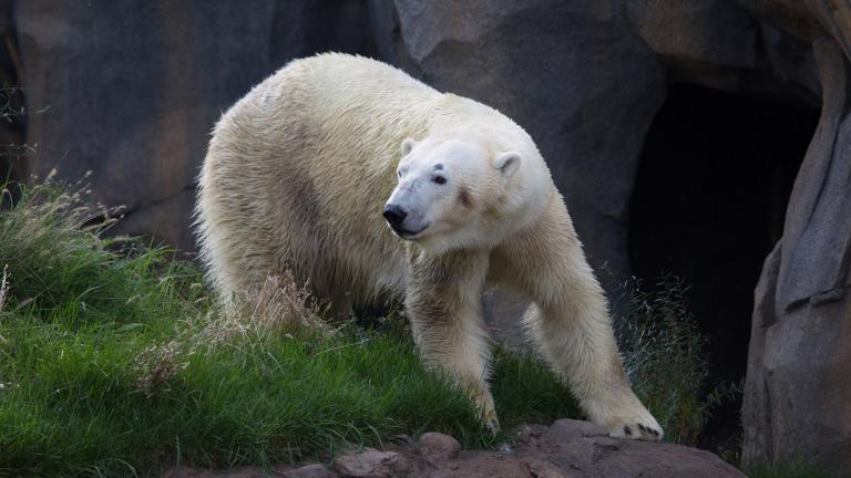 Siku, a male polar bear at Lincoln Park Zoo, pictured in 2016. (Julia Fuller / Lincoln Park Zoo) 