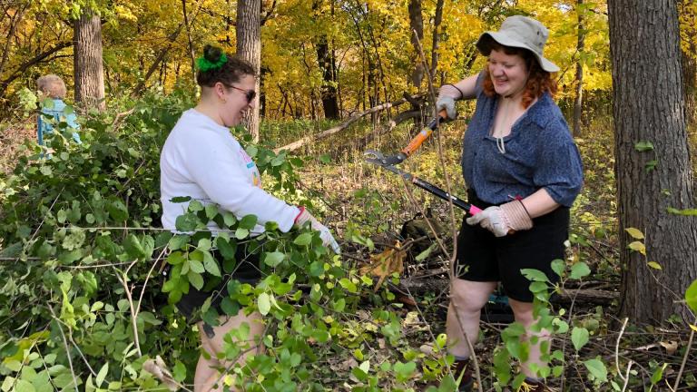 Cousins Alfie Pritzl, left, and Teresa Pritzl chop down invasive buckthorn during a volunteer stewardship day at LaBagh Woods, Oct. 23, 2022. (Patty Wetli / WTTW News)