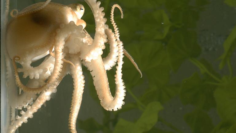 A juvenile California two-spot octopus (Octopus bimaculoides) holds onto the walls of her aquarium with her flexible, sucker-lined arms. (Photo Credit: Michael LaBarbera)