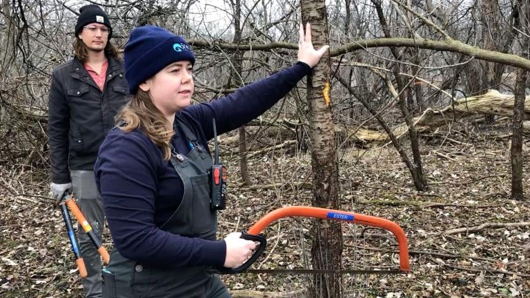 Shedd Aquarium's Maggie Cooper demonstrates proper sawing technique during a work day at Skokie Lagoons. (Patty Wetli / WTTW News)