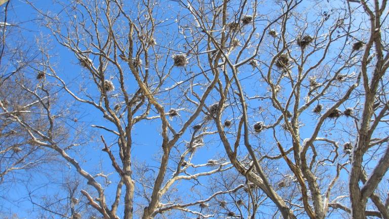 Nests in the rookery of the newly designated Lotus Country Conservation Preserve. (Courtesy of Lake County Forest Preserves)