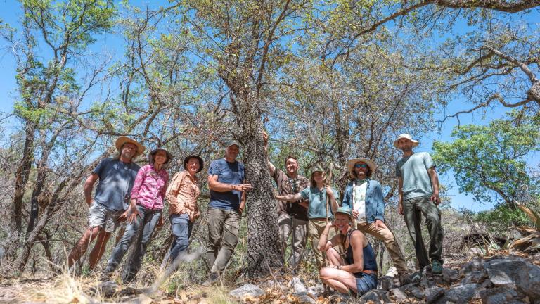 Scientists gather around what may be a lateleaf oak, thought to be extinct. In Big Bend National Park, May 2022. (Courtesy of U.S. Botanic Garden)