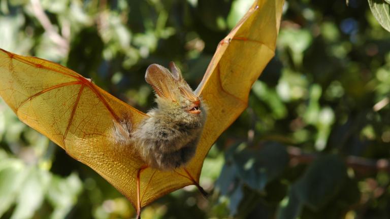 Lavia. Photo courtesy: Bill Stanley, The Field Museum