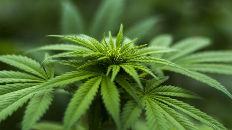 (herbalhemp / Pixabay)