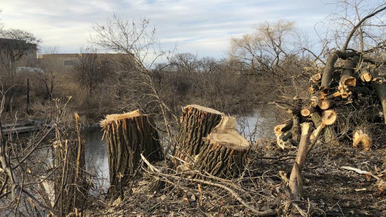 The east bank of the North Shore Channel has been stripped of foliage in Legion Park as part of a habitat restoration project. (Patty Wetli / WTTW News)