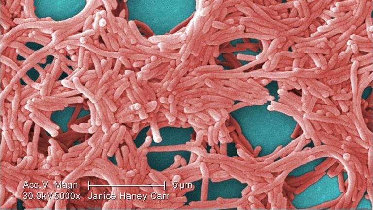 Colorized scanning electron micrograph (SEM) with moderately-high magnification depicts a large grouping of Gram-negative Legionella pneumophila bacteria. (Centers for Disease Control and Prevention)