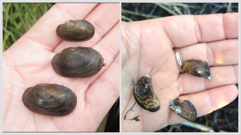 Native lilliput mussels (l) and invasive zebra mussels (r). (Credits: Department of Fisheries and Oceans Canada; Flickr Creative Commons)