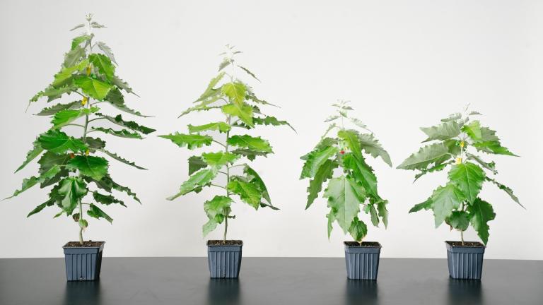 (Living Carbon)