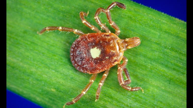 A female lone star tick, or Amblyomma americanum. (CDC / Michael L. Levin, Ph.D.)