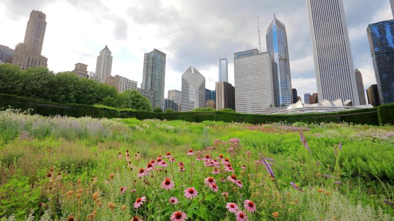 Lurie Garden opened in 2004 and anchors the southeast corner of Millennium Park in downtown Chicago. (Purplexsu / iStock)