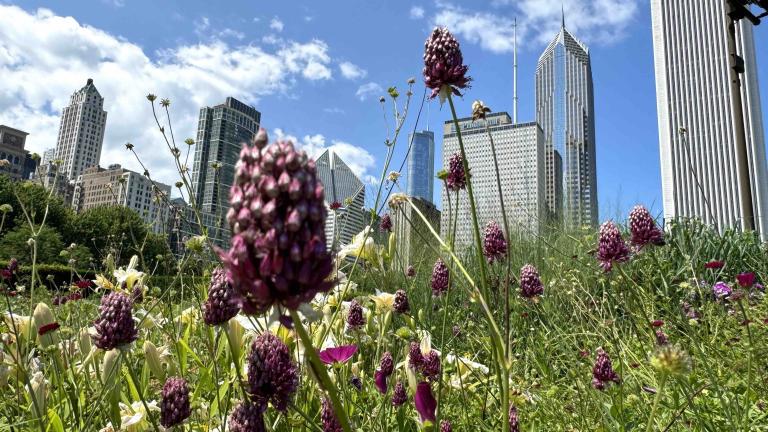 Lurie Garden was designed with an eye toward creating views that make it appear as if Chicago’s skyscrapers rise directly from the prairie. (Patty Wetli / WTTW News)