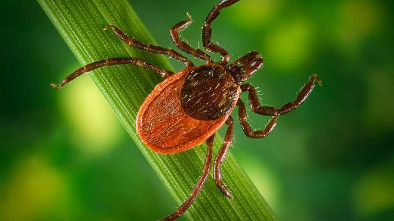 The black-legged or deer tick is the only tick that transmits the bacterium that causes Lyme disease