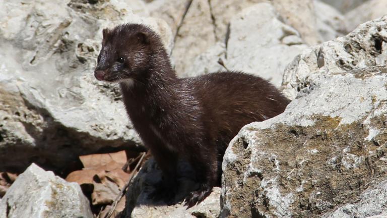 A wild American mink. (Photo provided by Illinois Department of Natural Resources)