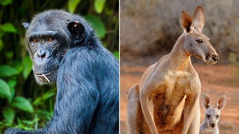 Chimpanzees and red kangaroos are among the competitors in March Mammal Madness 2021. (Simon Bardet / Pixabay; Pierre_Rigou / Pixabay)