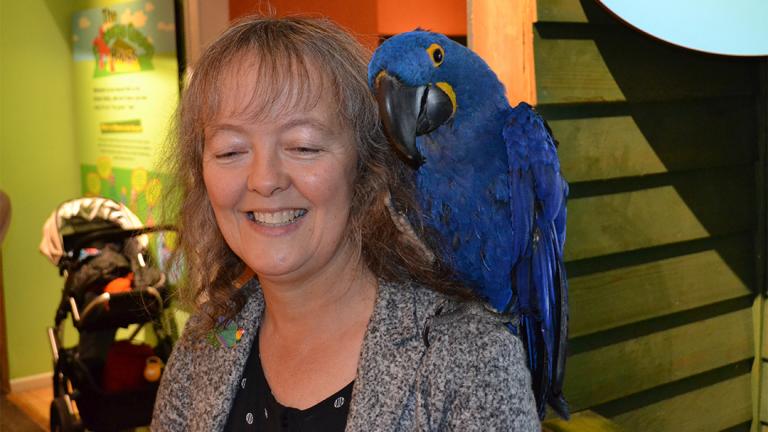 Noodle, an 18-year-old Hyacinth macaw, sits on the shoulder of Celeste Troon, director of living collections at the Peggy Notebaert Nature Museum. (Alex Ruppenthal / Chicago Tonight)