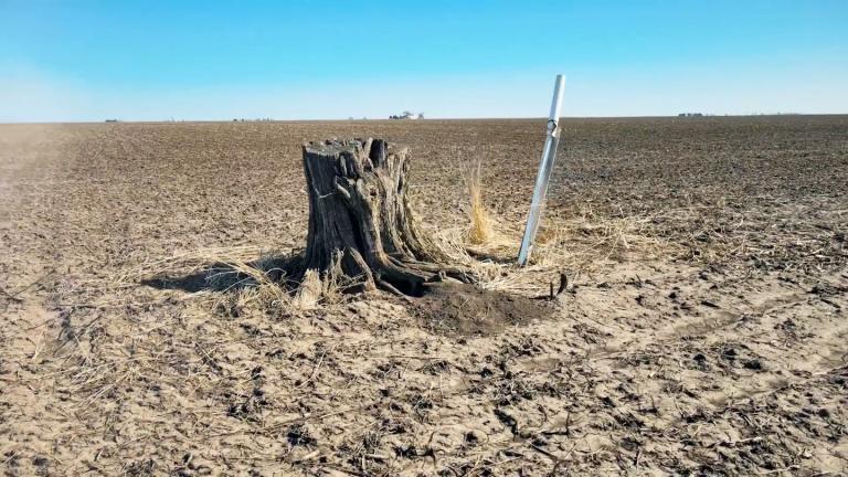 The magic stump. (Bob Dolgan / Turnstone Films)