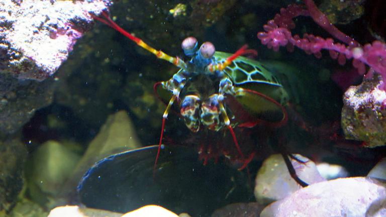 A mantis shrimp grabs a mollusk shell at the Shedd Aquarium on Sept. 20, 2021. (WTTW News)