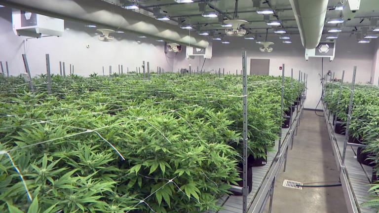 A cannabis cultivation facility. (WTTW News)