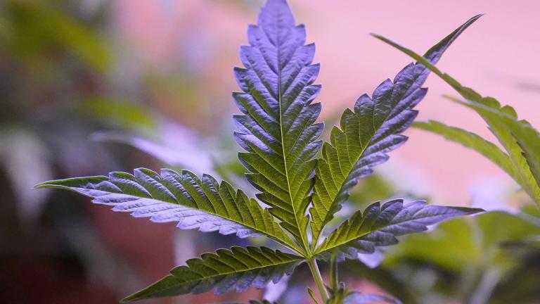 Marijuana plants are displayed at a shop in San Francisco, Monday, March 20, 2023. (AP Photo / Jeff Chiu, File)