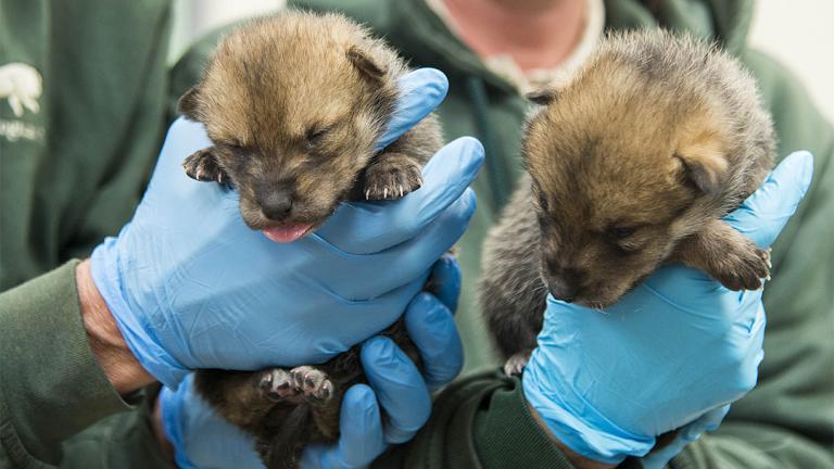 (Mexican Wolf Interagency Field Team / Chicago Zoological Society)