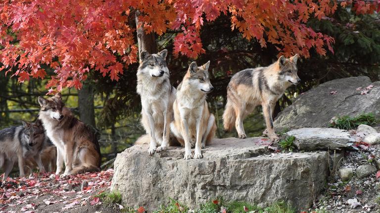A group of Mexican wolves at Brookfield Zoo (Jim Schulz / Chicago Zoological Society)