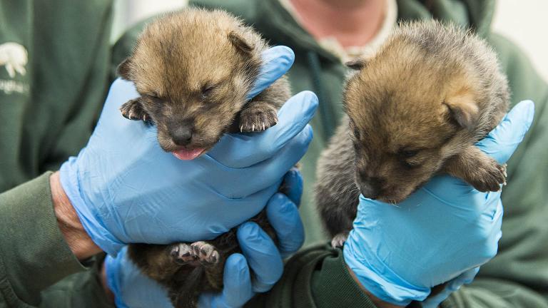 Two wild-born Mexican gray wolf puppies arrive at Brookfield Zoo as part of the U.S. Fish & Wildlife Service’s recovery program for the species. (Mexican Wolf Interagency Field Team / Chicago Zoological Society)