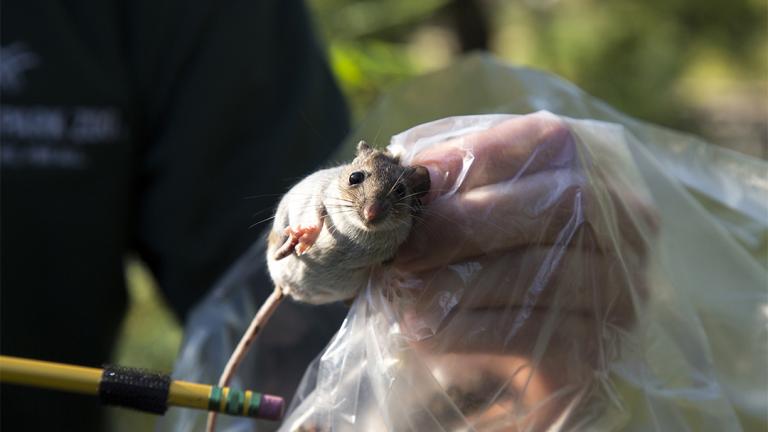 (Jillian Braun / Lincoln Park Zoo)