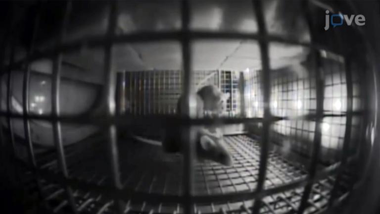 NASA has sent a group of laboratory mice into orbit to study the physiological effects of living in space. (Courtesy NASA)