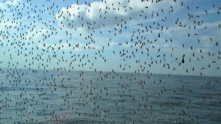 A midge swarm on Lake Erie. (National Oceanic and Atmospheric Administration)
