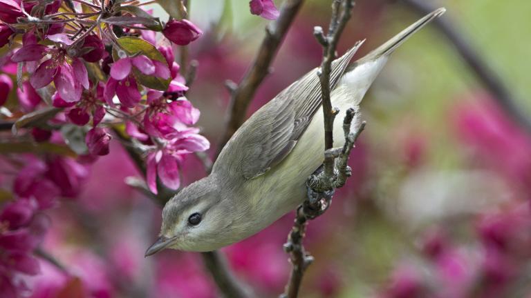 A warbling vireo photographed at Montrose Point Bird Sanctuary by Rob Curtis.