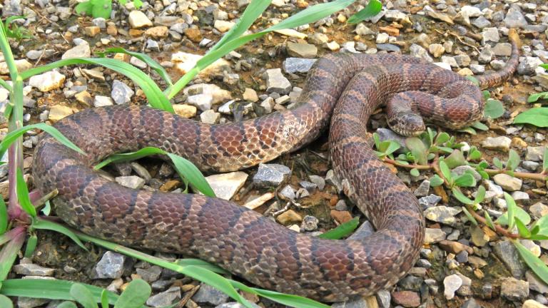 An eastern milksnake. (Jeff Servoss / U.S. Fish and Wildlife Service)