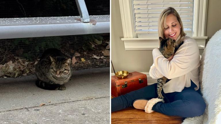 Left: Buddy as a stray cat at Millennium Park. Right: Buddy with new owner Melissa Miller after being adopted. (Courtesy of PAWS Chicago)