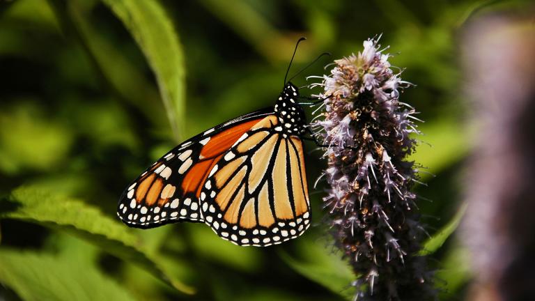A healthy monarch butterfly spotted in downtown Chicago in 2007. (Greg Robbins / Flickr)