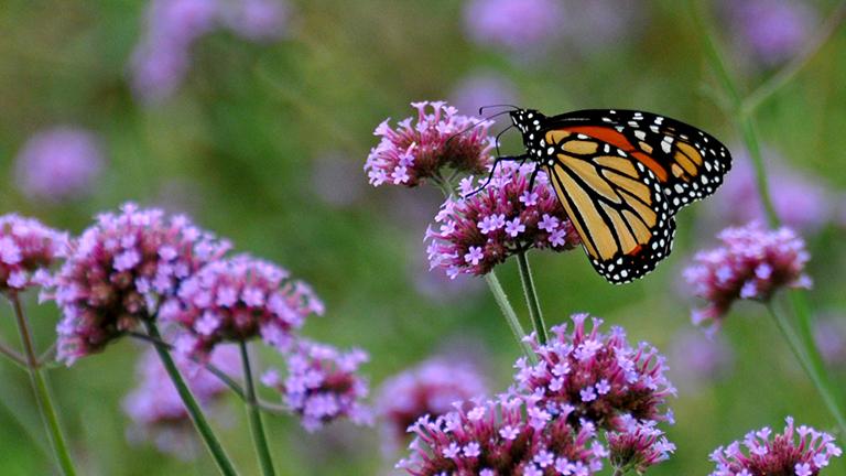 The population of the monarch butterfly -- seen here in Chicago's Grant Park -- has declined by more than 80 percent over the past two decades. A 2016 study claims the decline of milkweed plants in the Midwest is a contributing factor. (Oriol Gascón i Cabestany / Flickr)