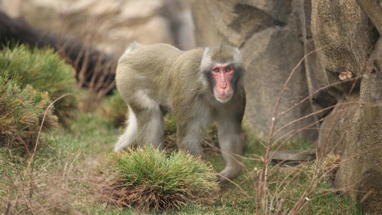 A paternity test revealed that Miyagi, one of three male Japanese macaques at Lincoln Park Zoo, is the sire of all four Japanese macaques born at the zoo since 2014. (Todd Rosenberg / Lincoln Park Zoo)