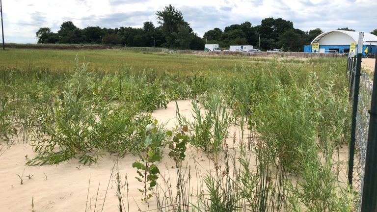 Supporters of Montrose Dunes Natural Area say the site looks neglected, with invasive species taking hold. (Patty Wetli / WTTW News)