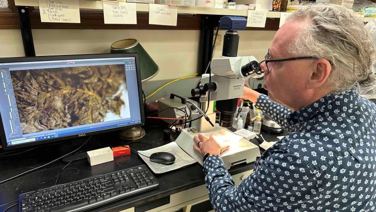 Matt von Konrat in his laboratory at the Field Museum on Feb. 26, 2026, examining the tiny bits of moss found with the re-buried bodies at Burr Oak Cemetery in 2009. The computer screen shows the view of the moss specimen under the microscope. (Courtesy of Field Museum)
