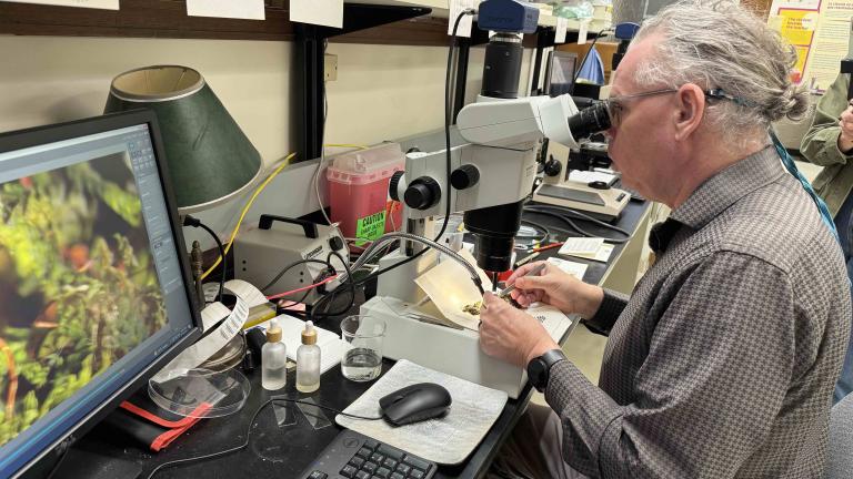 Field Museum research Matt von Konrat examines a specimen of moss under a microscope. (Patty Wetli / WTTW News)