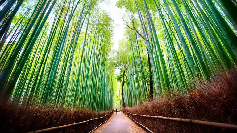 Arashiyama Bamboo Forest, Japan (Daniel Peckham / Flickr)