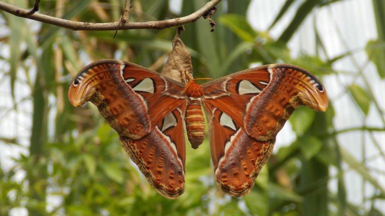 An Atlas moth dispels the myth that moths are drab. (Bar Bus / Pixabay) An Atlas moth dispels the myth that moths are drab. (Bar Bus / Pixabay)