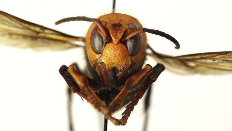 In this Dec. 30, 2019, photo provided by the Washington State Department of Agriculture, a dead Asian giant hornet is photographed in a lab in Olympia, Wash. (Quinlyn Baine / Washington State Department of Agriculture via AP)